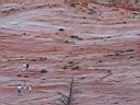 105_zion.jpg